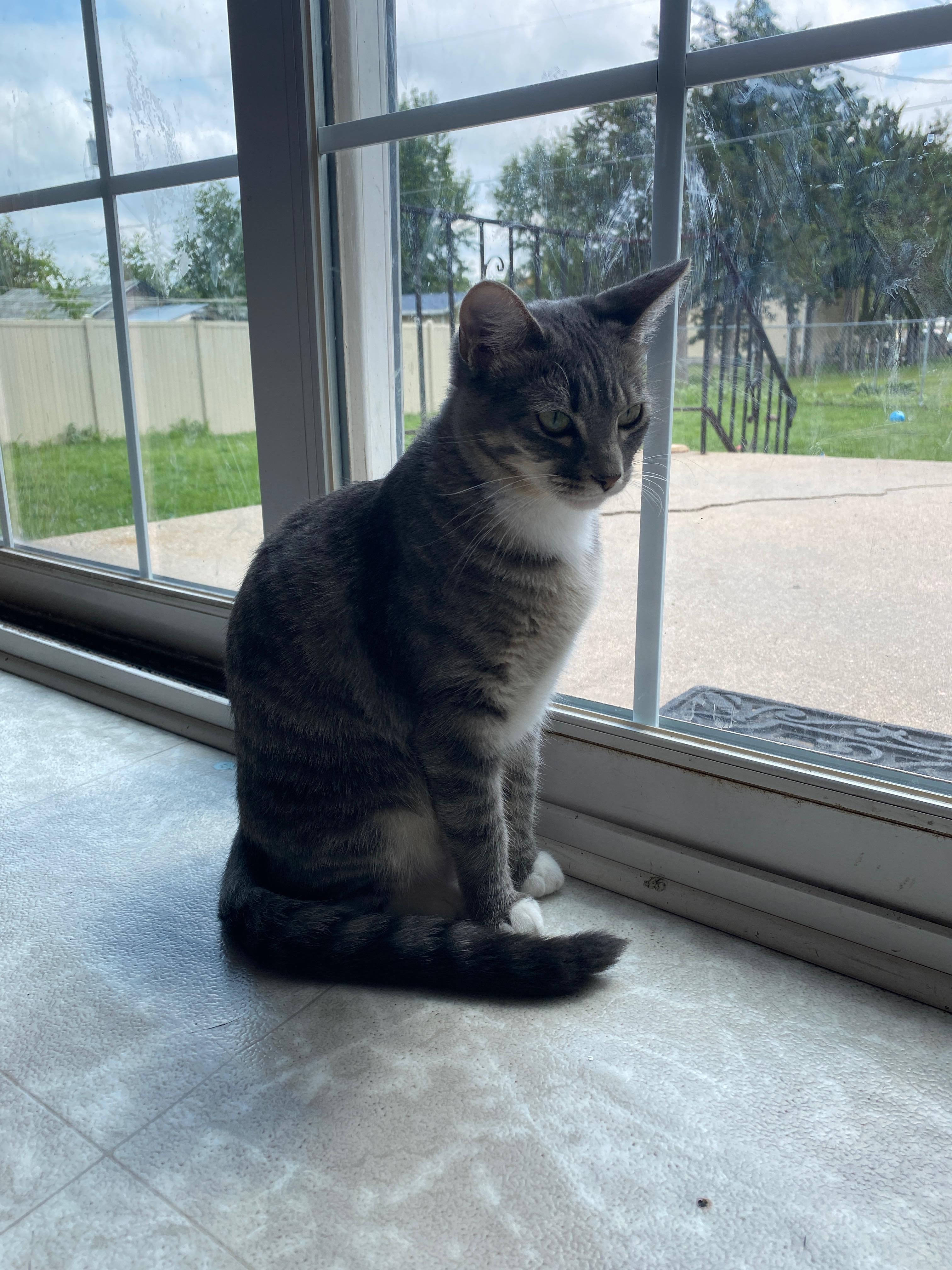 lost cat named Luna